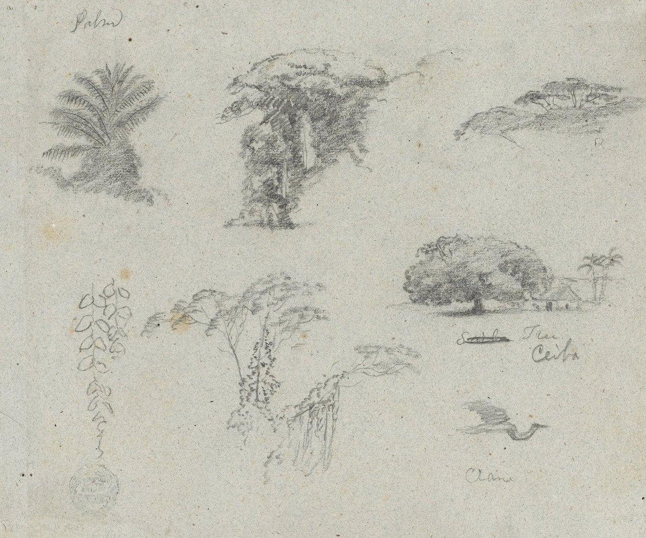 Schetsen uit Zuid-Amerika. Botanische schetsen. Vliegende kraanvogel. door Frederic Edwin Church