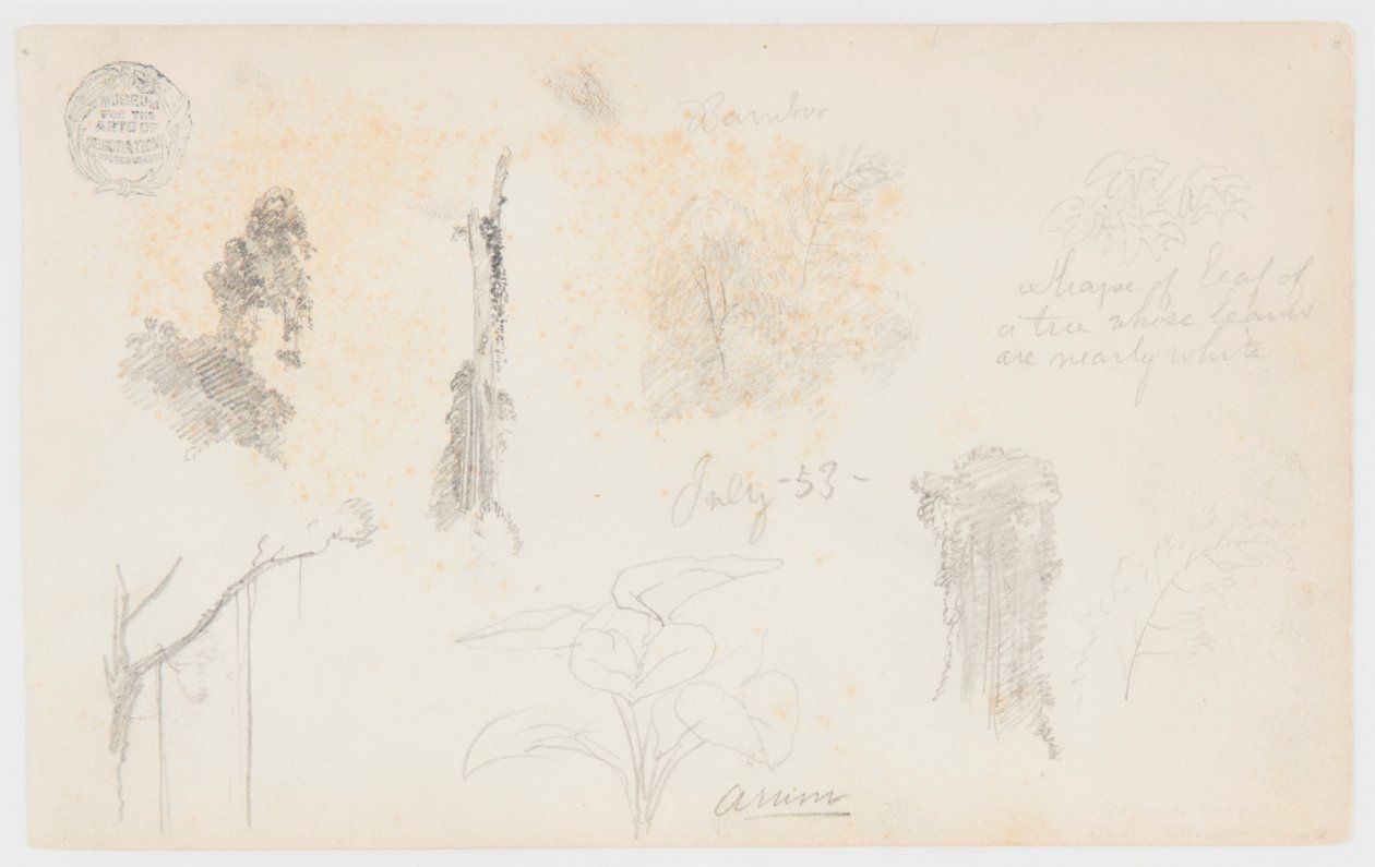 Botanische Schetsen uit Colombia: Bamboebomen, Stammen en Details door Frederic Edwin Church