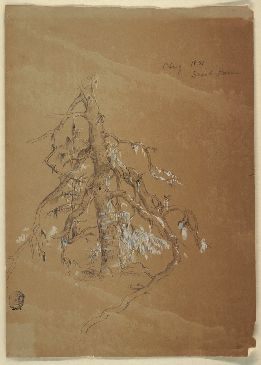 Tekening, Een knoestige wintergroene, Grand Manan, Canada, augustus 1851 door Frederic Edwin Church
