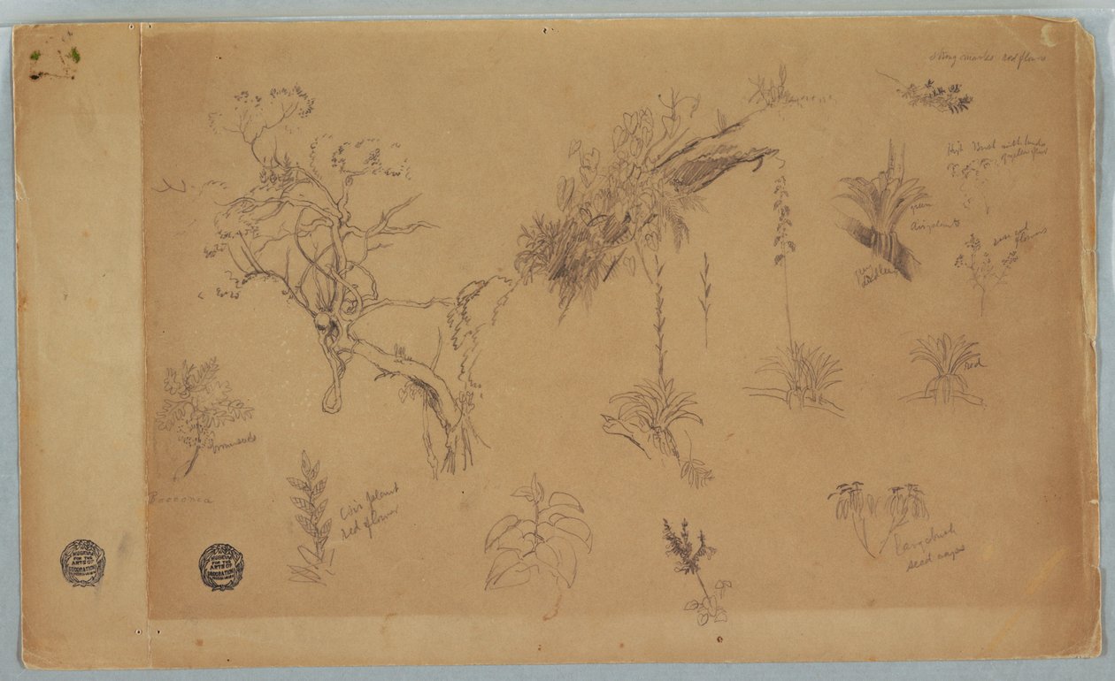 Tekening, Een groep van dertien botanische studies uit Colombia of Ecuador, 1853 door Frederic Edwin Church
