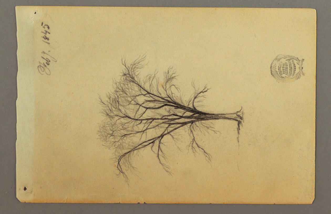 Tekening, Een boom zonder bladeren, februari 1845 door Frederic Edwin Church