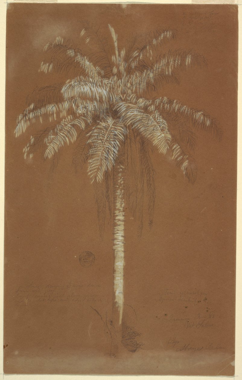 Tekening, Abaye Palm, Mt. Salus, Jamaica, juni 1865 door Frederic Edwin Church