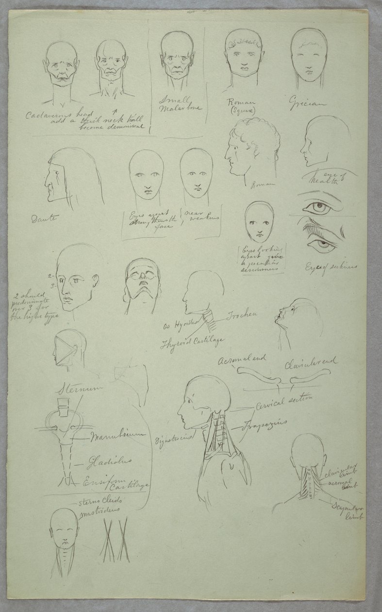 Tekening, Anatomische studies, 1865-70 door Frederic Edwin Church