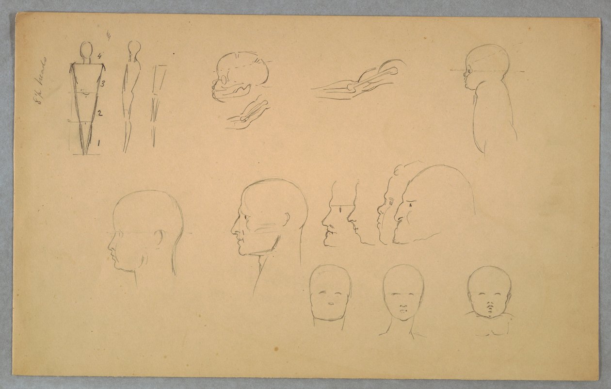Tekening, Anatomische studies, 1865-70 door Frederic Edwin Church