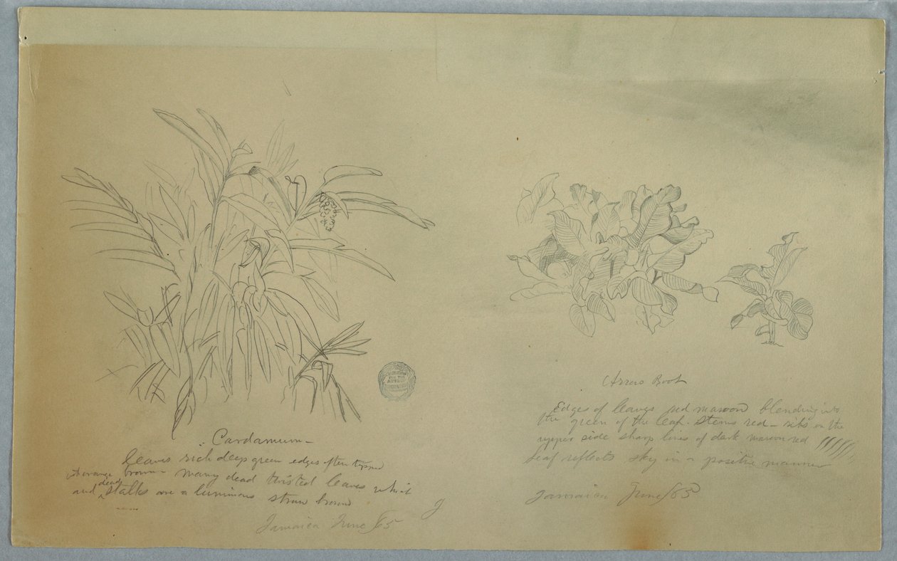 Tekening, Pijlwortel- en kardemomstudies, Jamaica, juni 1865 door Frederic Edwin Church