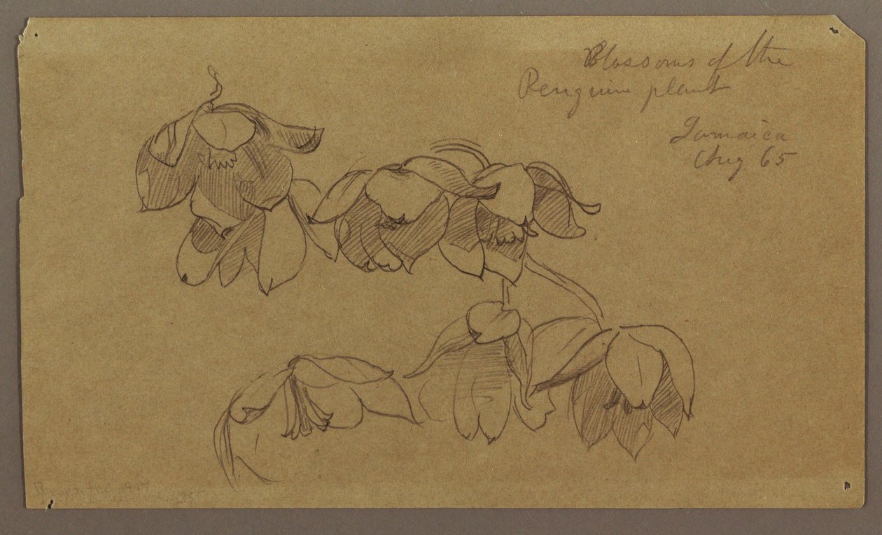 Tekening, Bloesems van Penguin Hill, augustus 1865 door Frederic Edwin Church