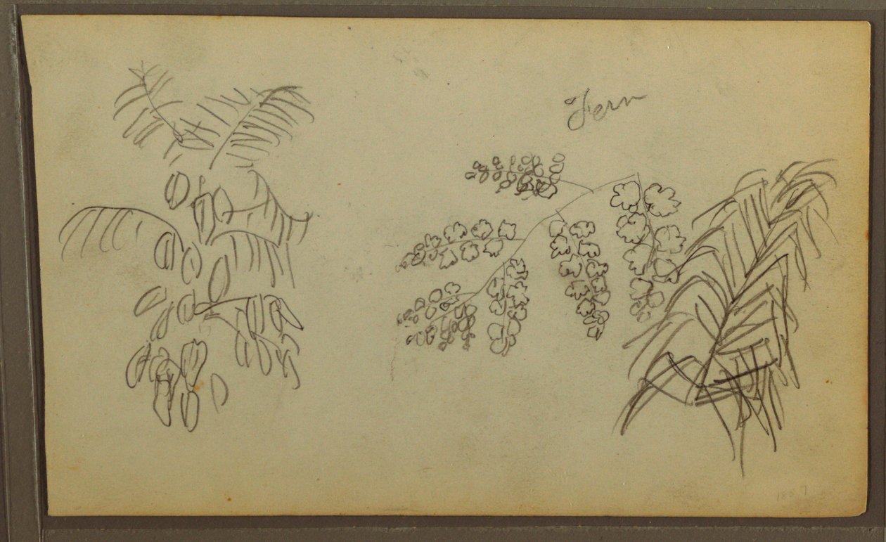 Tekening, Botanische schetsen, 1857 door Frederic Edwin Church