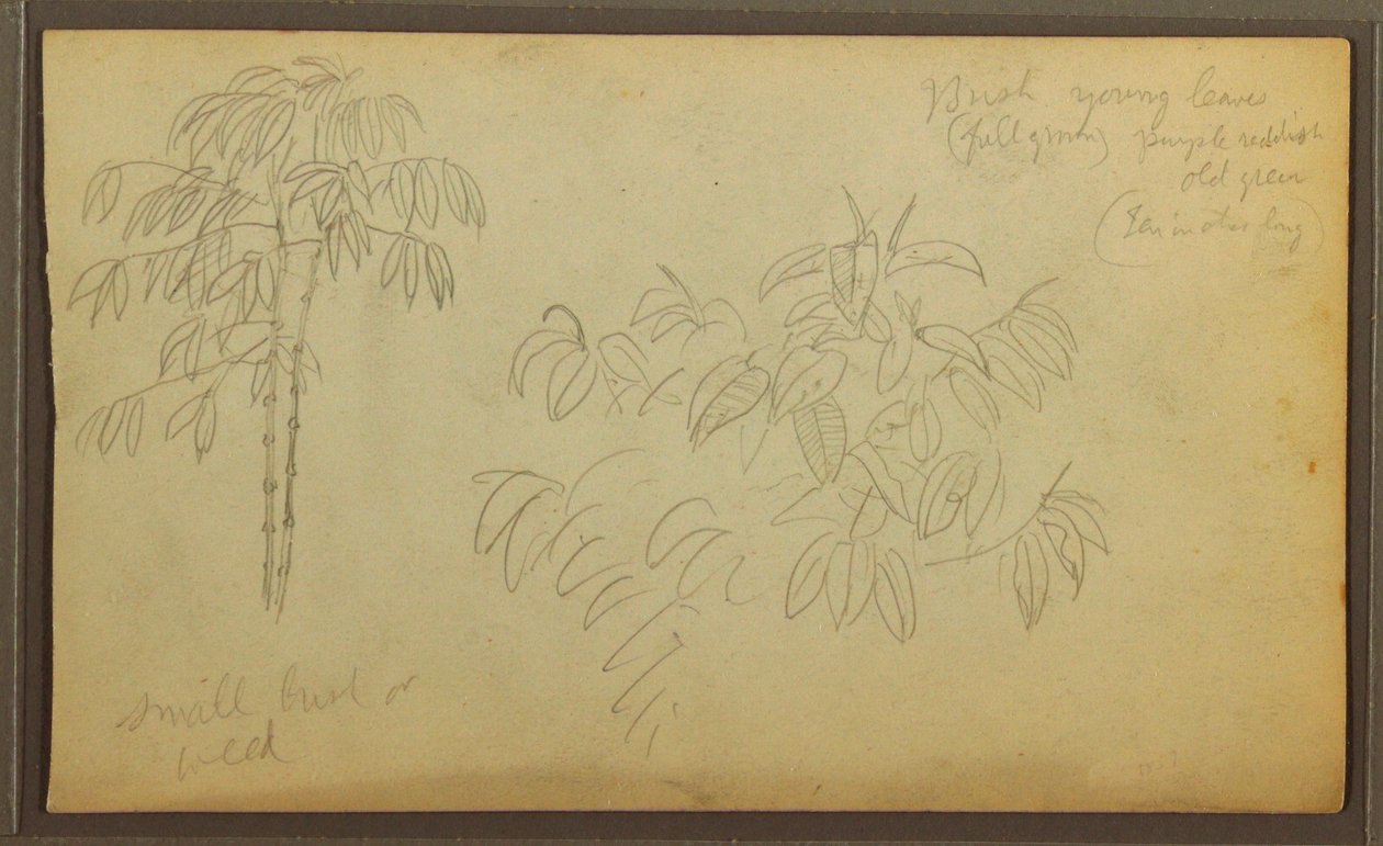 Tekening, Botanische schetsen, 1857 door Frederic Edwin Church