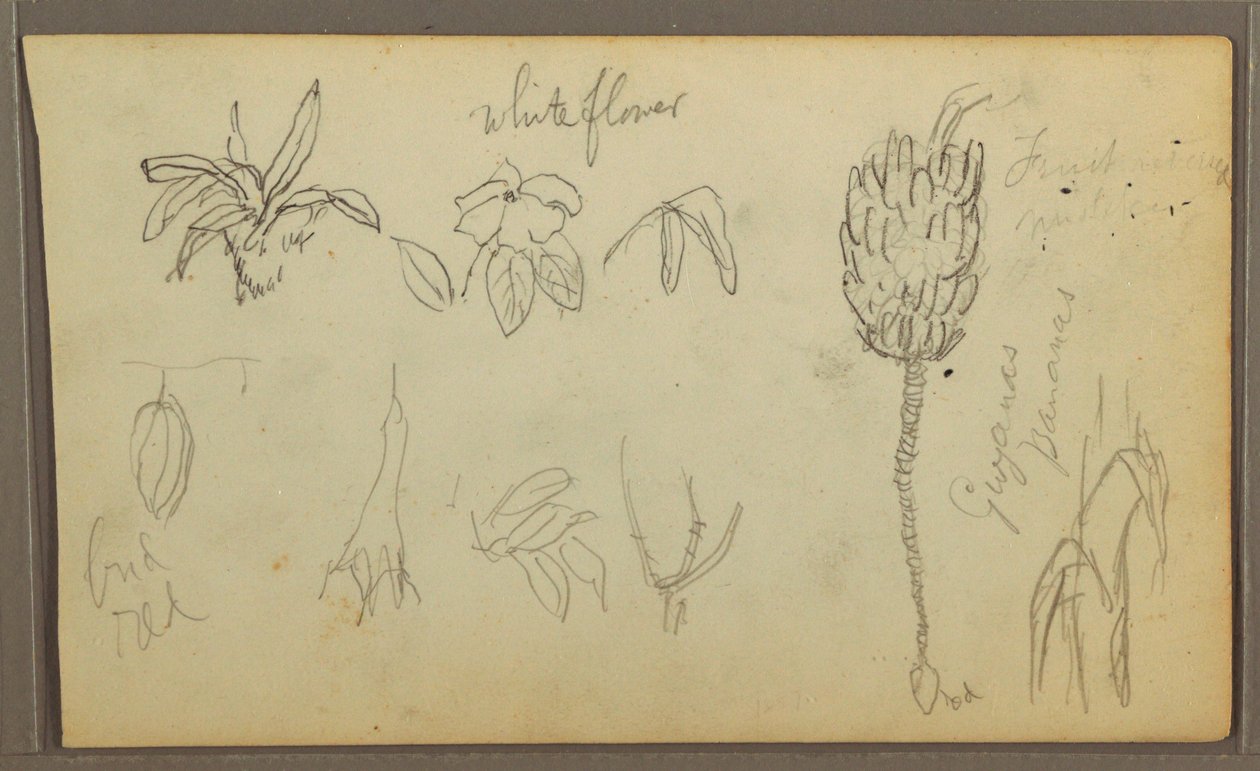 Tekening, Botanische schetsen, 1857 door Frederic Edwin Church