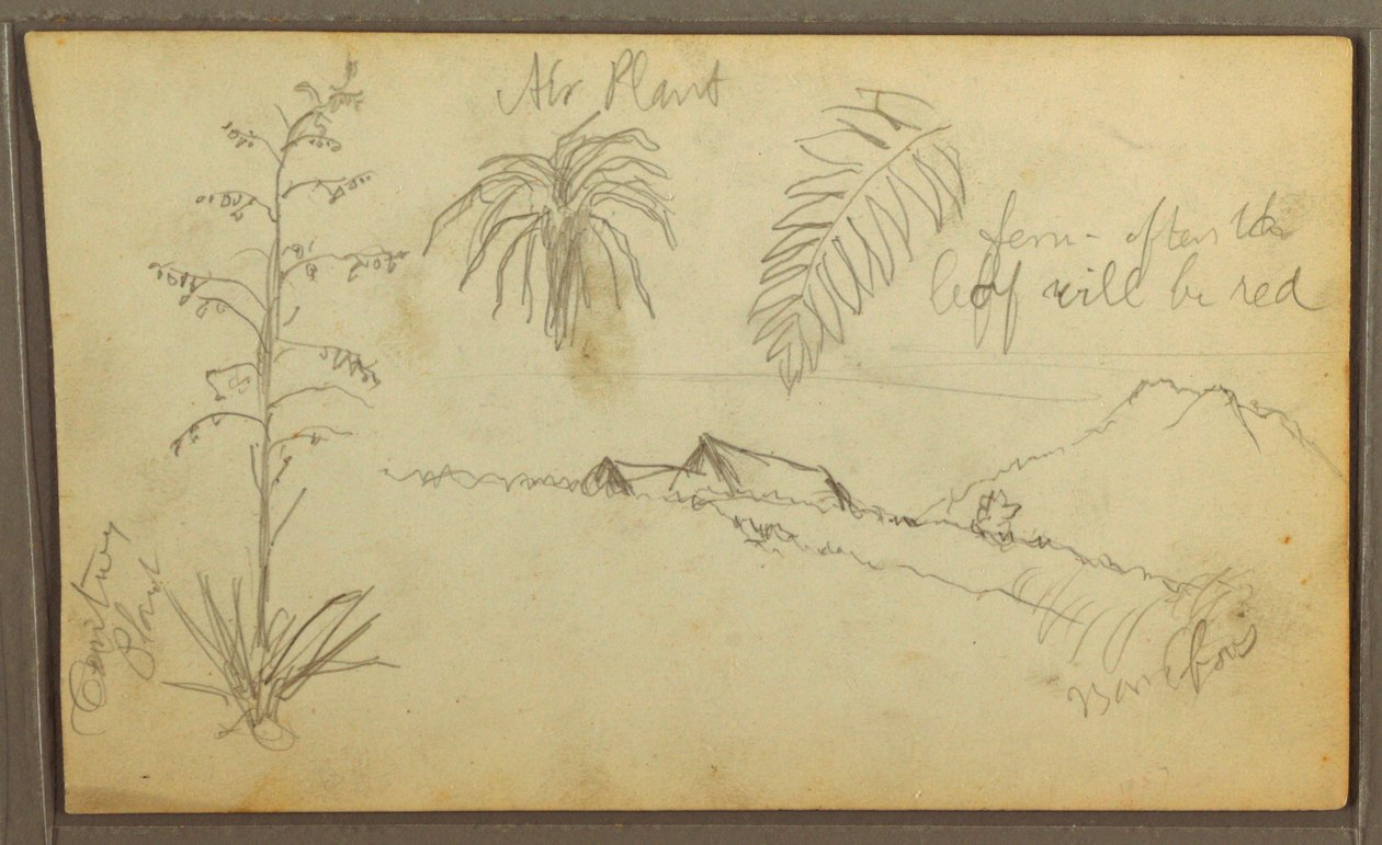Tekening, Botanische schetsen, 1857 door Frederic Edwin Church