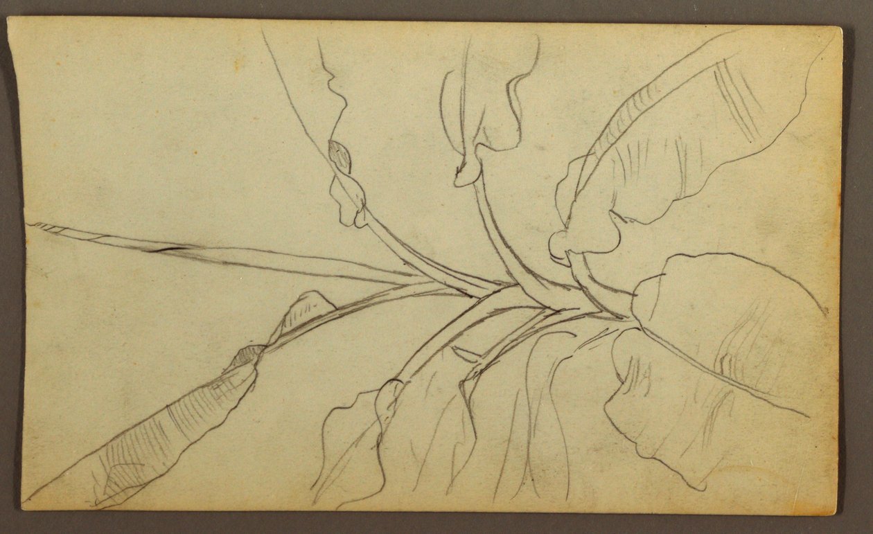 Tekening, Botanische Schetsen, Ecuador, of Colombia; Verso: Botanische Schetsen, 1857 door Frederic Edwin Church