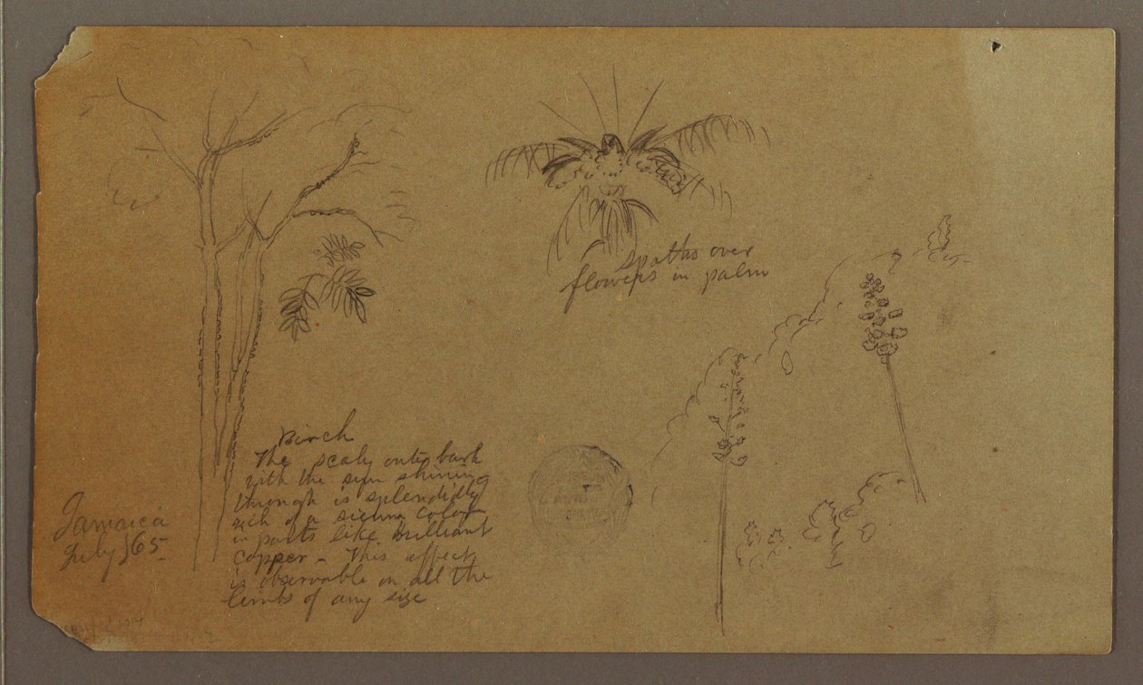 Tekening, Botanische schetsen, juli 1865 door Frederic Edwin Church