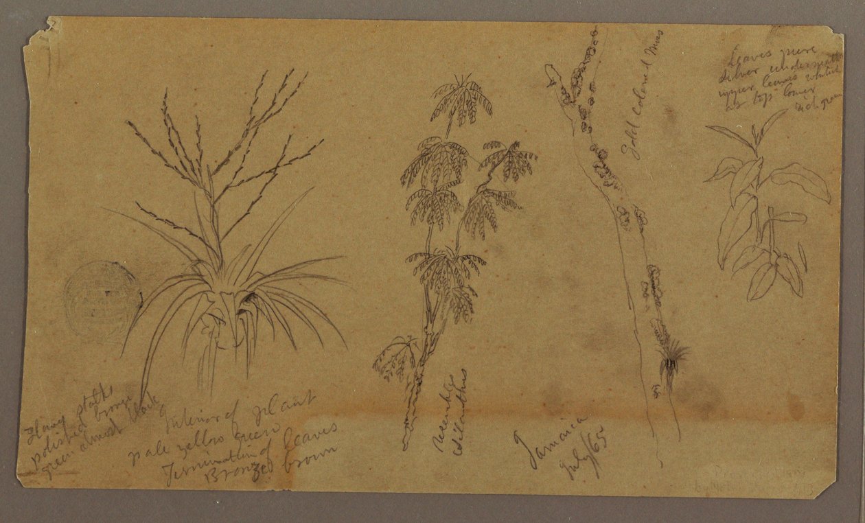 Tekening, Botanische Schetsen; Verso: Wolken, juli 1865 door Frederic Edwin Church