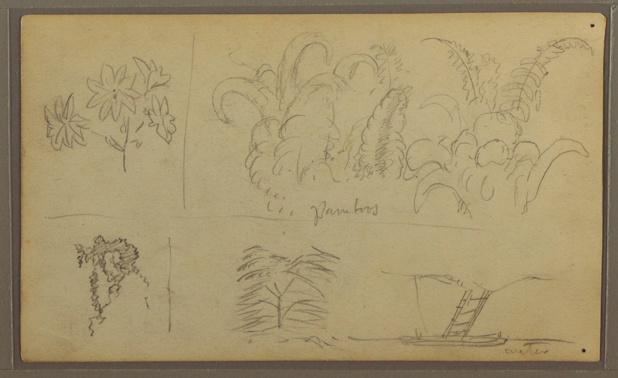 Tekening, Botanische Schetsen; Verso: Hagedis, Palm, 1857 door Frederic Edwin Church