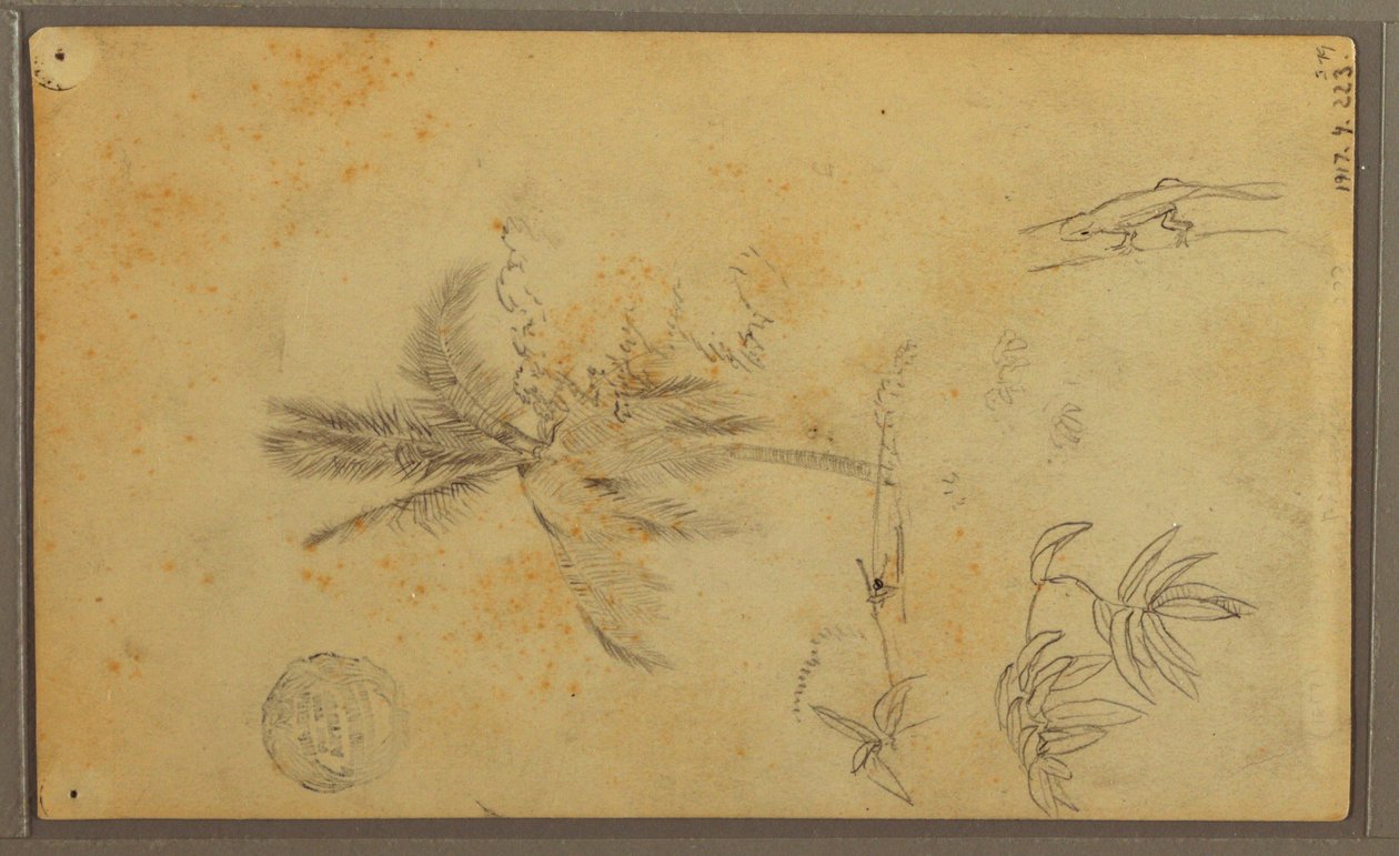 Tekening, Botanische Schetsen; Verso: Hagedis, Palm, 1857 door Frederic Edwin Church
