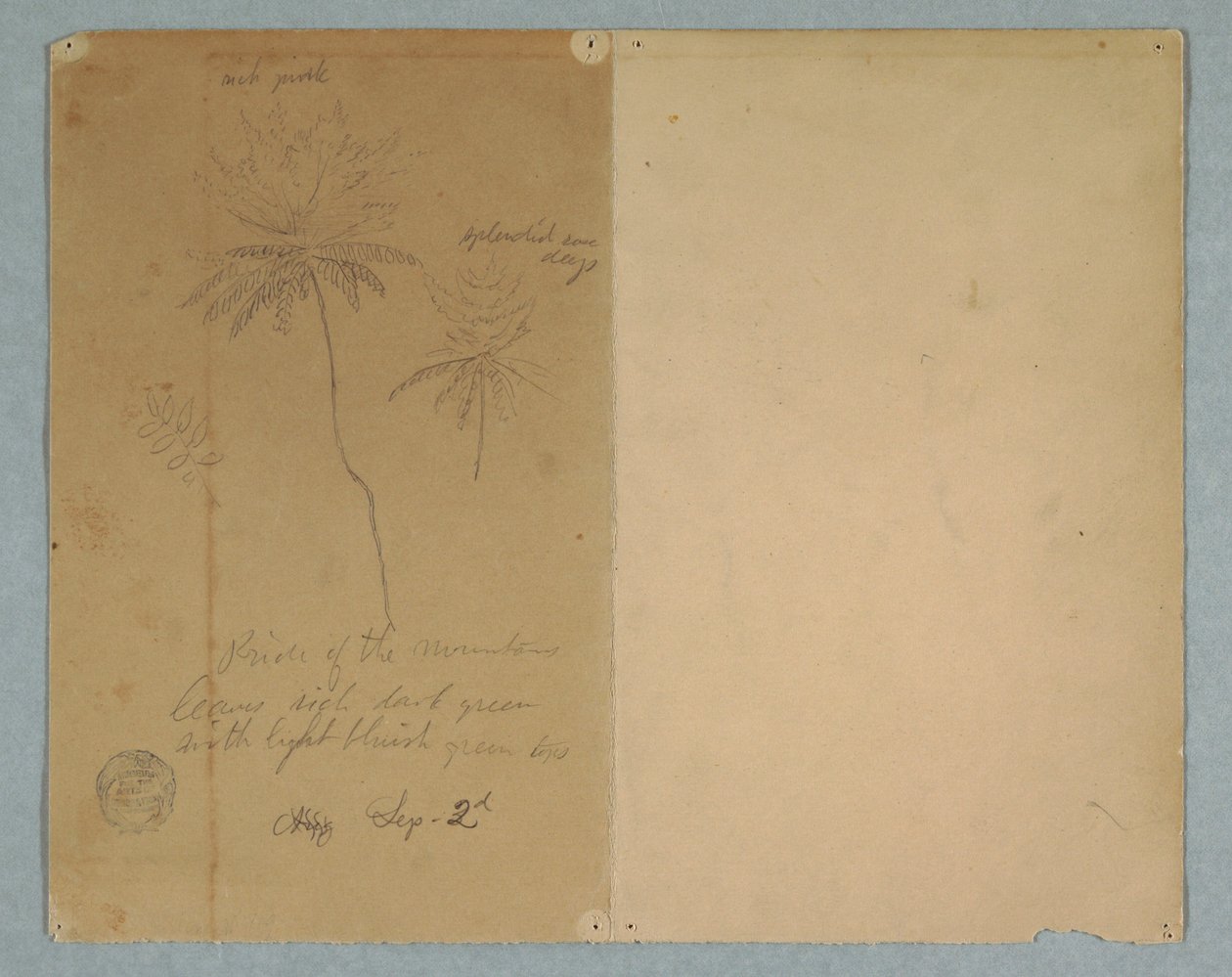 Tekening, Botanische schetsen: een tak, een boom en een boomtop, Zuid-Amerika, 2 september 1853 door Frederic Edwin Church