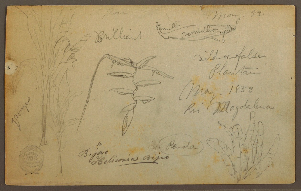 Tekening, Botanische schetsen van de Rio Magalena, Colombia, mei 1853 door Frederic Edwin Church