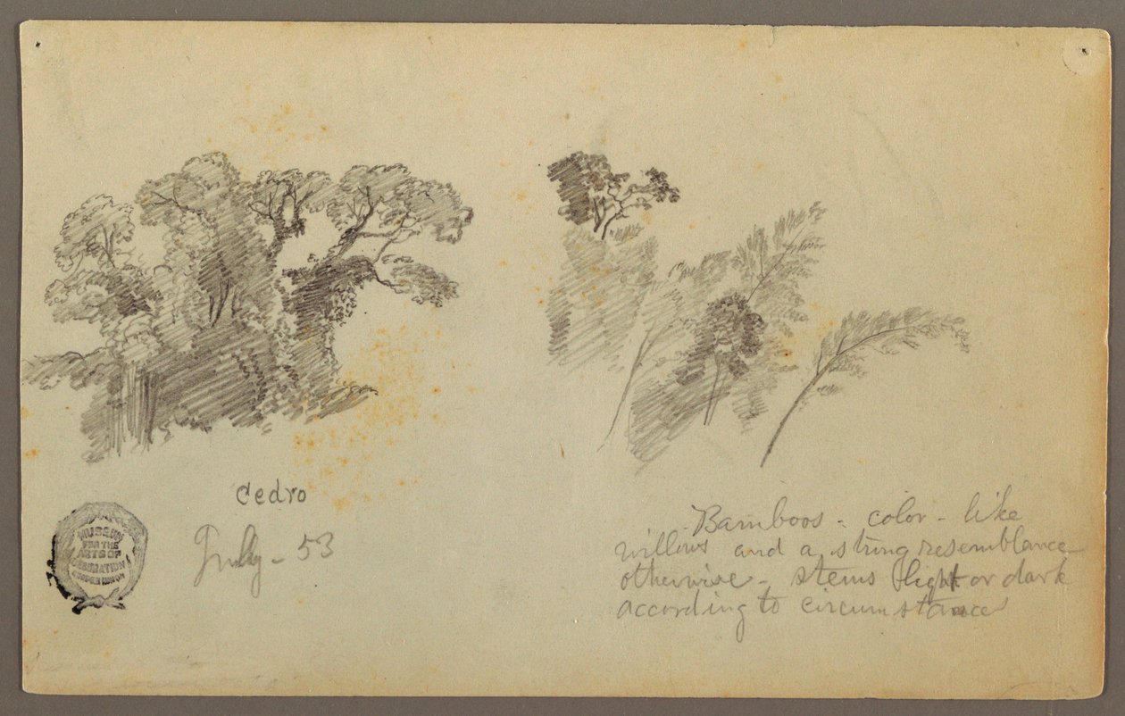 Tekening, Botanische studies van Columbia, juli 1853 door Frederic Edwin Church
