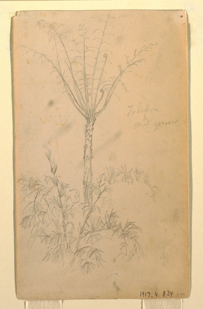 Tekening, Botanische studies van boom, mei-juni 1857 door Frederic Edwin Church