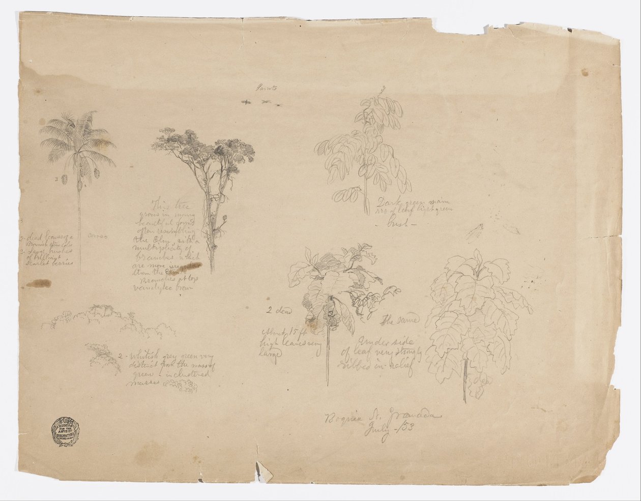Tekenen.  Botanische schetsen uit Colombia. door Frederic Edwin Church