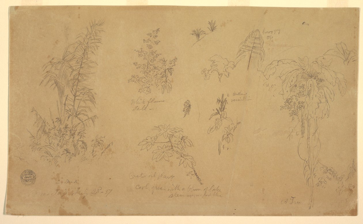 Tekening, Botanische schetsen, "bij Jorje", 23 juli 1857 door Frederic Edwin Church