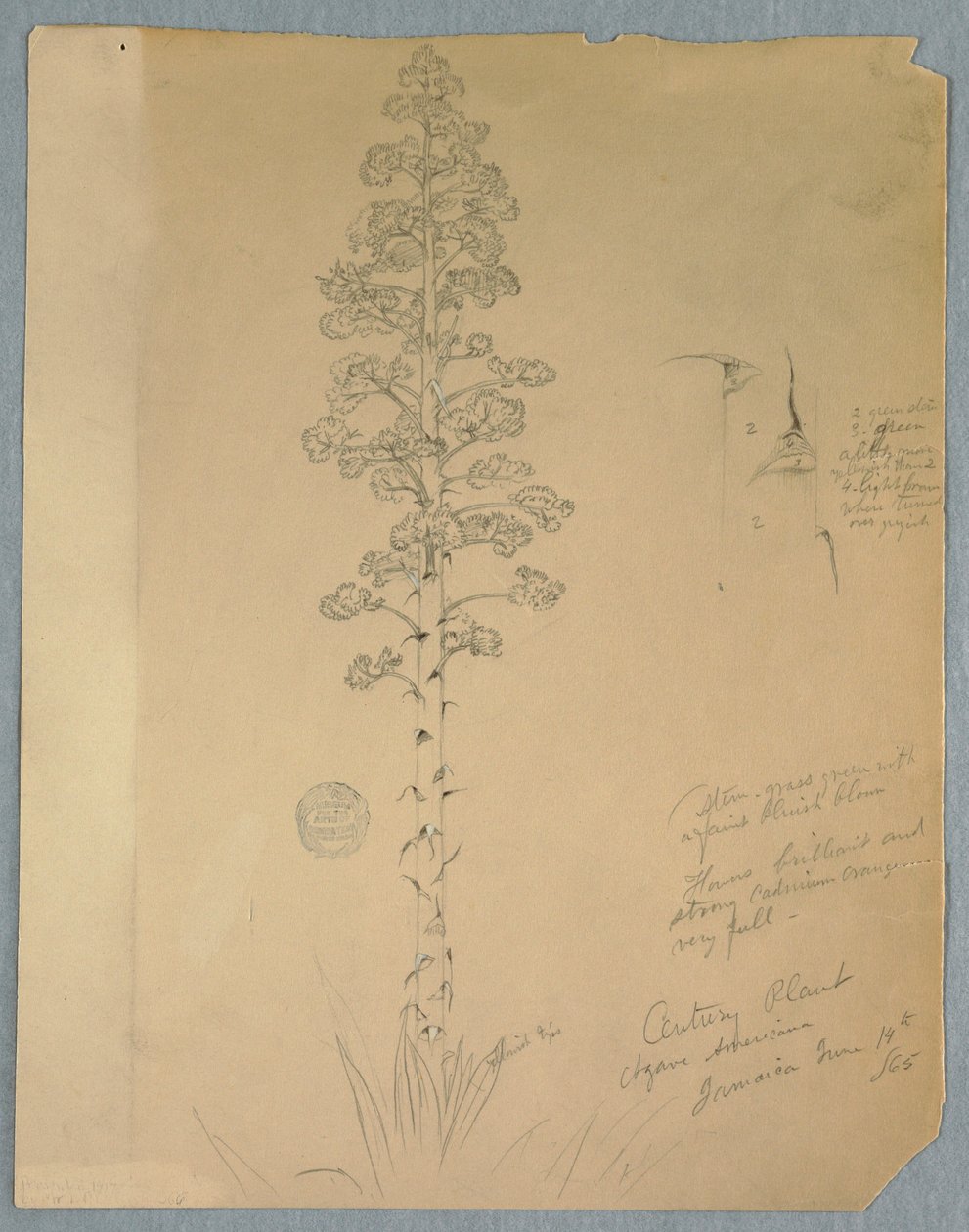 Tekening, Eeuwplant, Agave Americana, Jamaica, 14 juni 1865 door Frederic Edwin Church