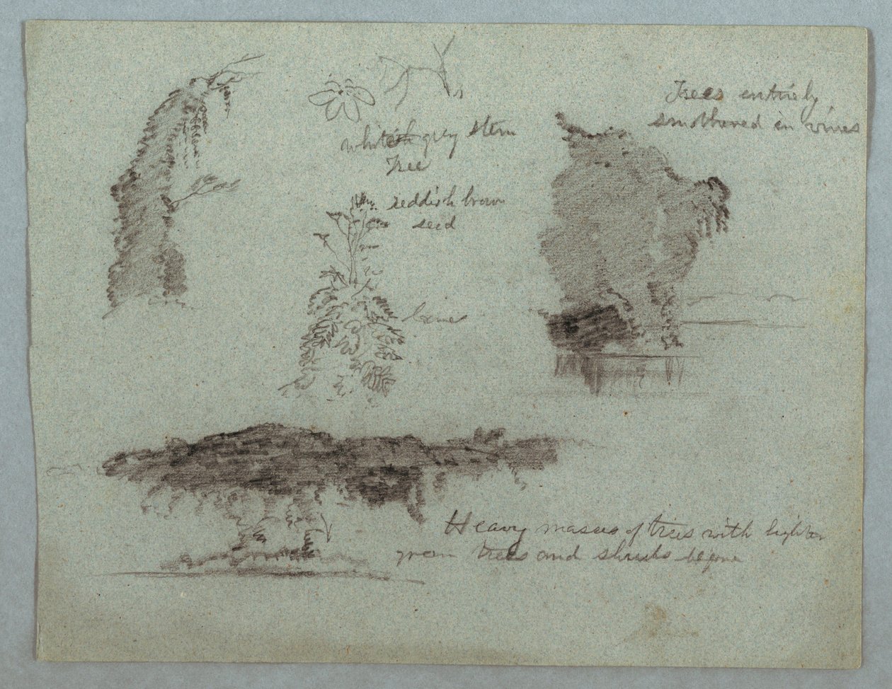 Tekening, Details van bloemen, planten en bomen langs een rivieroever, Rio Magdalena, Colombia, 1853, waarschijnlijk mei door Frederic Edwin Church