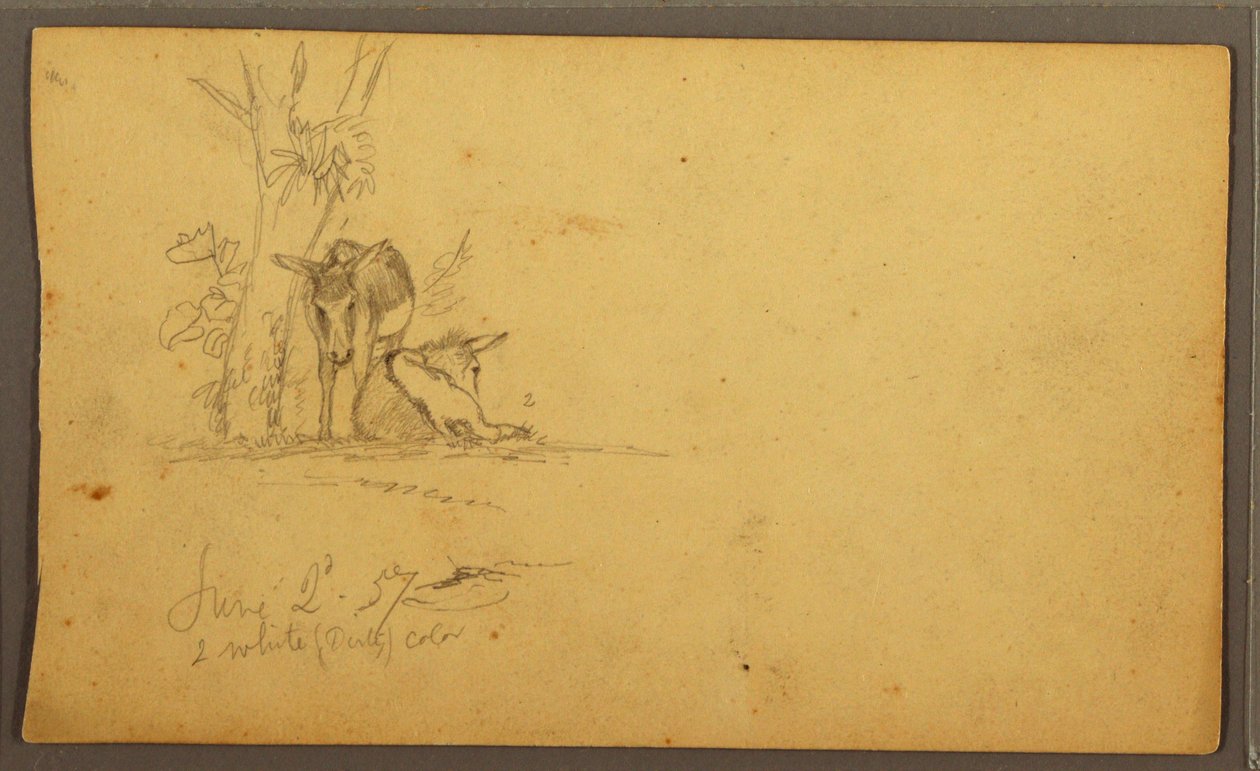 Tekening, Ezels, 2 juni 1857 door Frederic Edwin Church