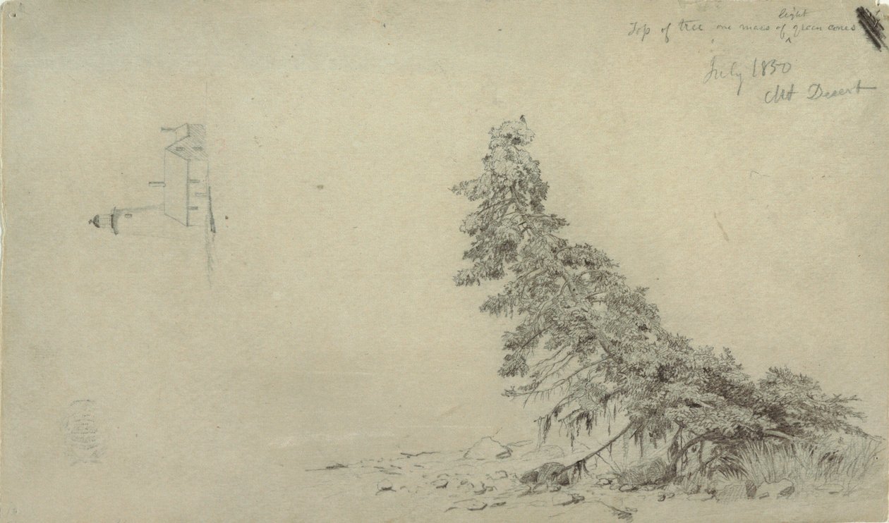 Tekening, Wintergroene boom nabij de kust met een detail van de vuurtoren en een huis, Mount Desert, Maine, juli 1850 door Frederic Edwin Church