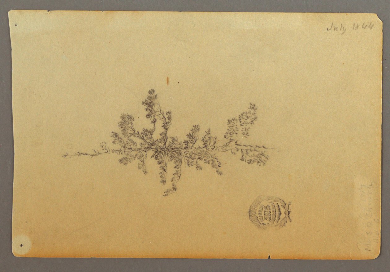 Tekening, Wintergroene boom, 1844 door Frederic Edwin Church
