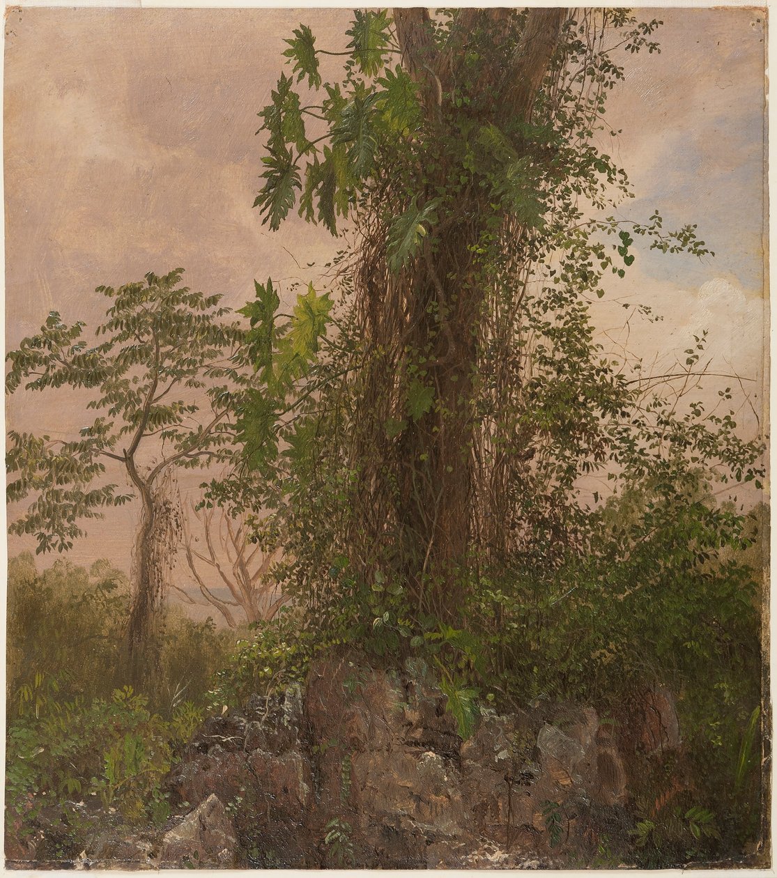 Tekening, Vijgenboom en wilde Philodendron, 1865 door Frederic Edwin Church