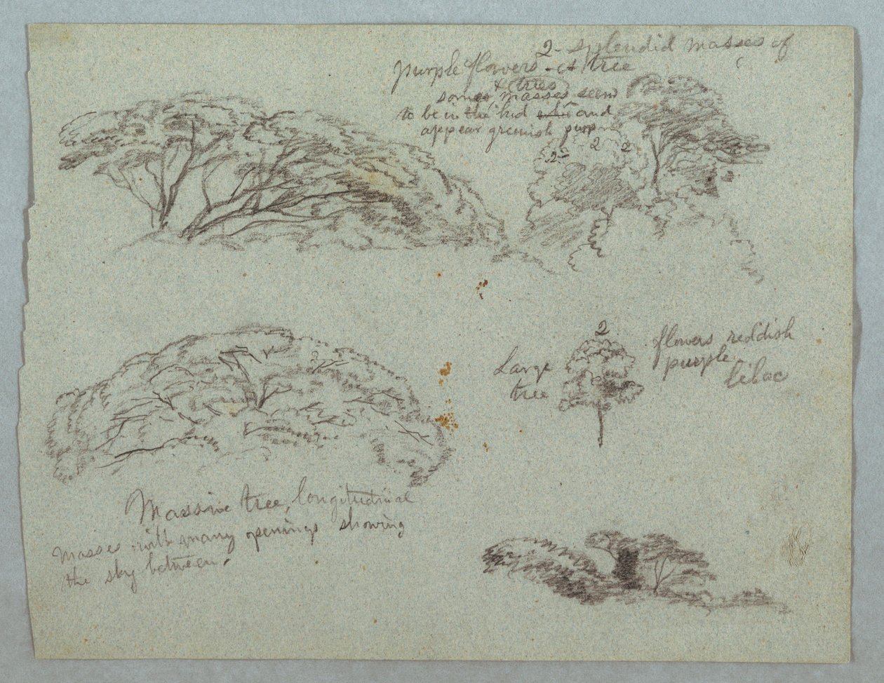 Tekening, Vijf studies van boomtoppen, Rio Magdalena, Colombia, 1853, waarschijnlijk mei door Frederic Edwin Church