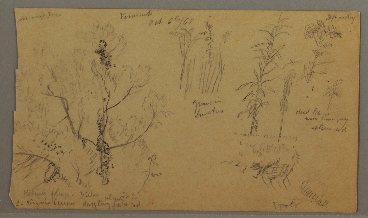 Tekening, Flora Studies, 6 oktober 1865 door Frederic Edwin Church