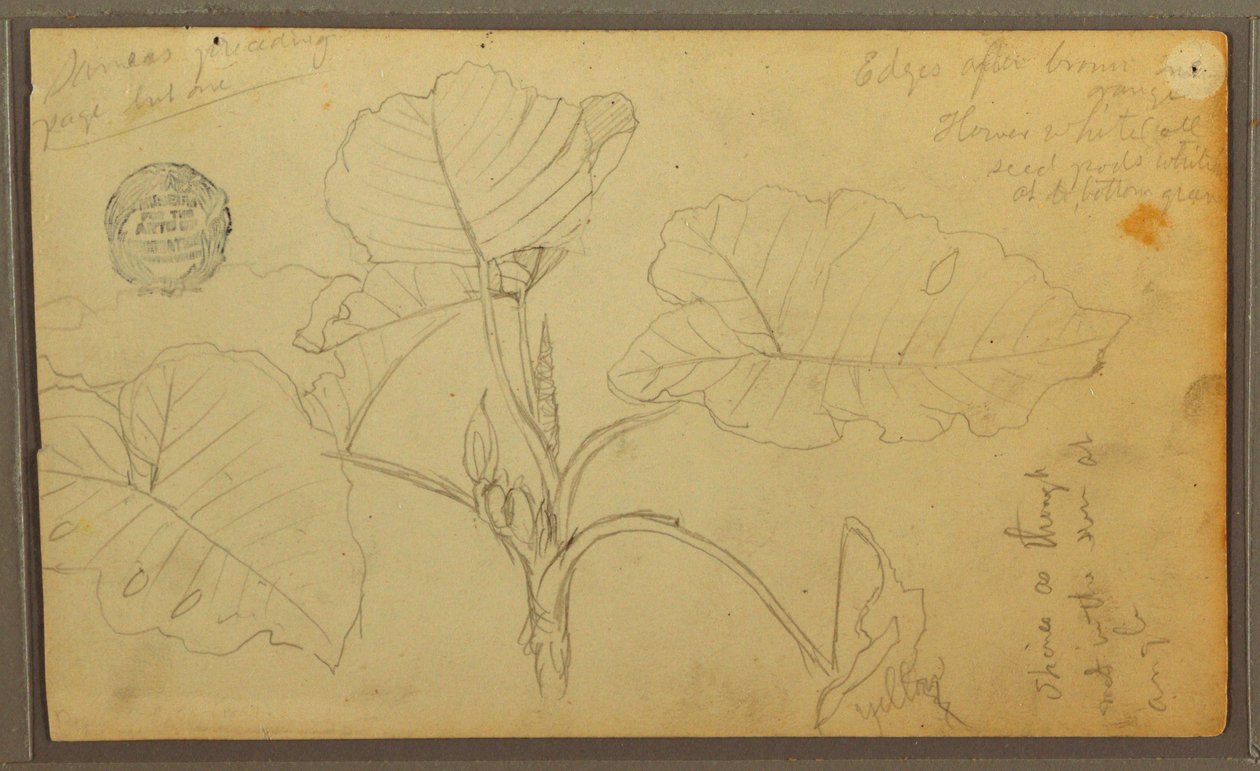 Tekening, Bladeren, 1857 door Frederic Edwin Church