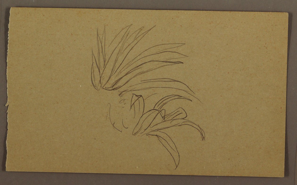 Tekening, Lelieplant, 1865 door Frederic Edwin Church