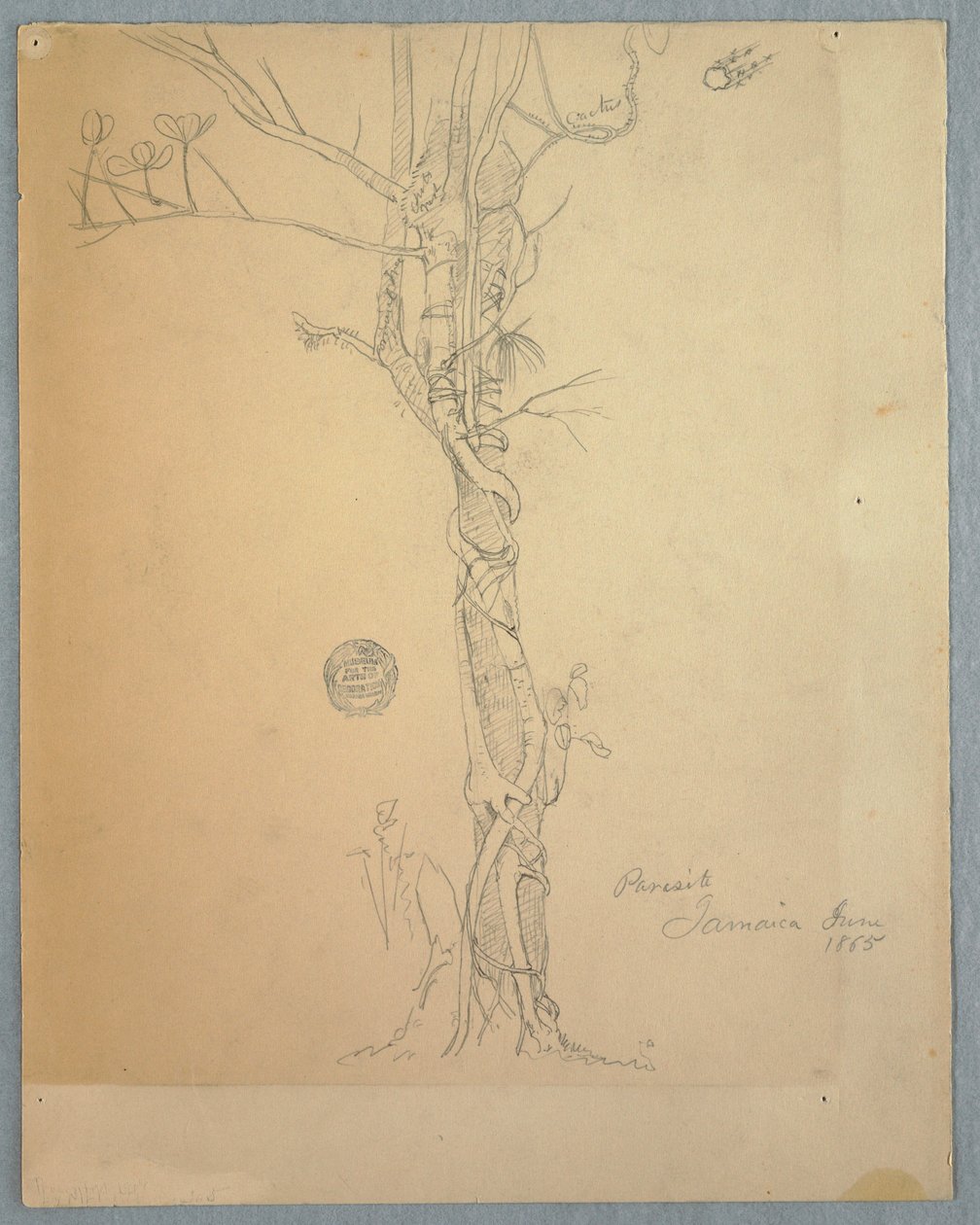 Tekening, Parasitaire wond rond een boomstam, Jamaica, juni 1865 door Frederic Edwin Church