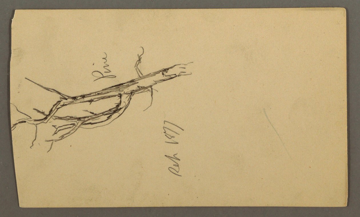 Tekening, Dennen, september 1877 door Frederic Edwin Church