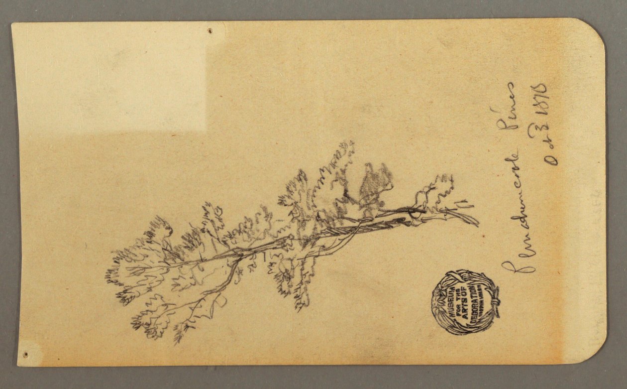 Tekening, Pine Tree, 3 oktober 1878 door Frederic Edwin Church