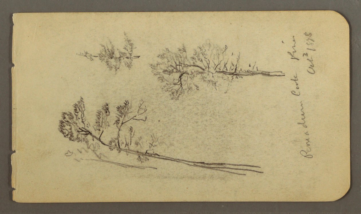 Tekening, Pijnboomstudies, 1878 door Frederic Edwin Church