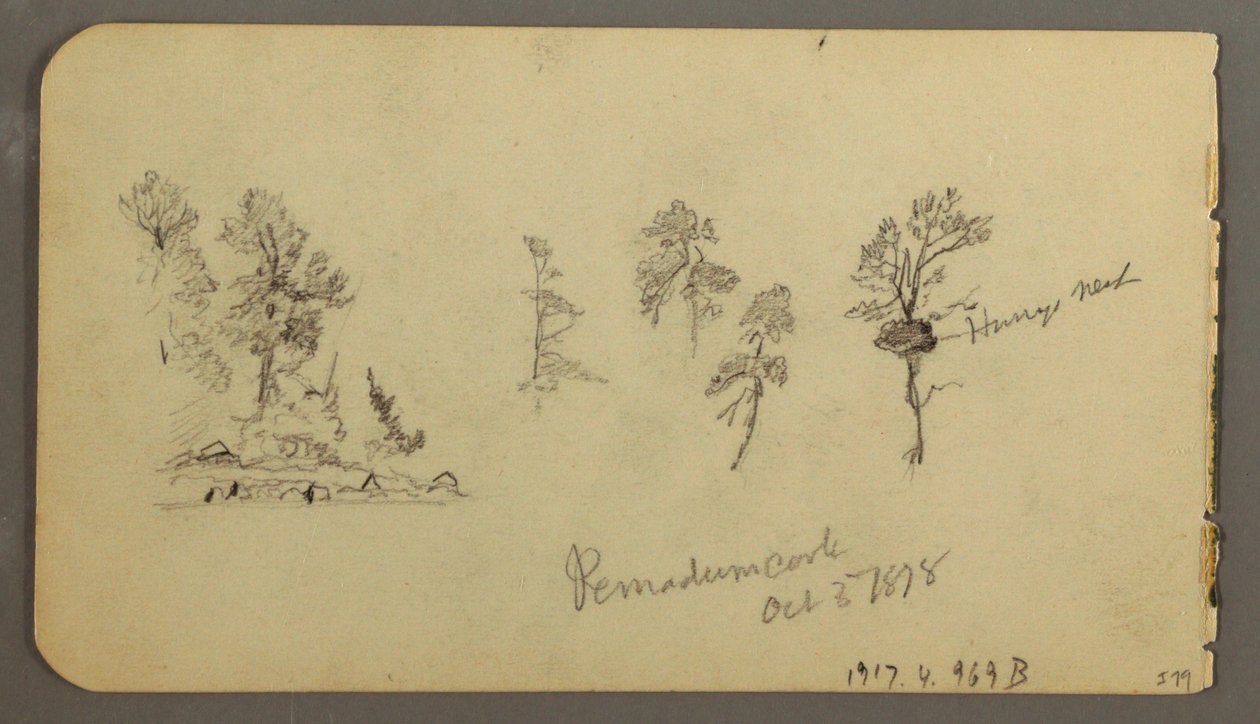Tekening, Pijnboomstudies, 1878 door Frederic Edwin Church