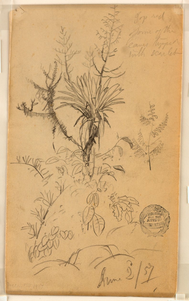 Tekening, Studie van planten en bomen, 2 juni 1857 door Frederic Edwin Church