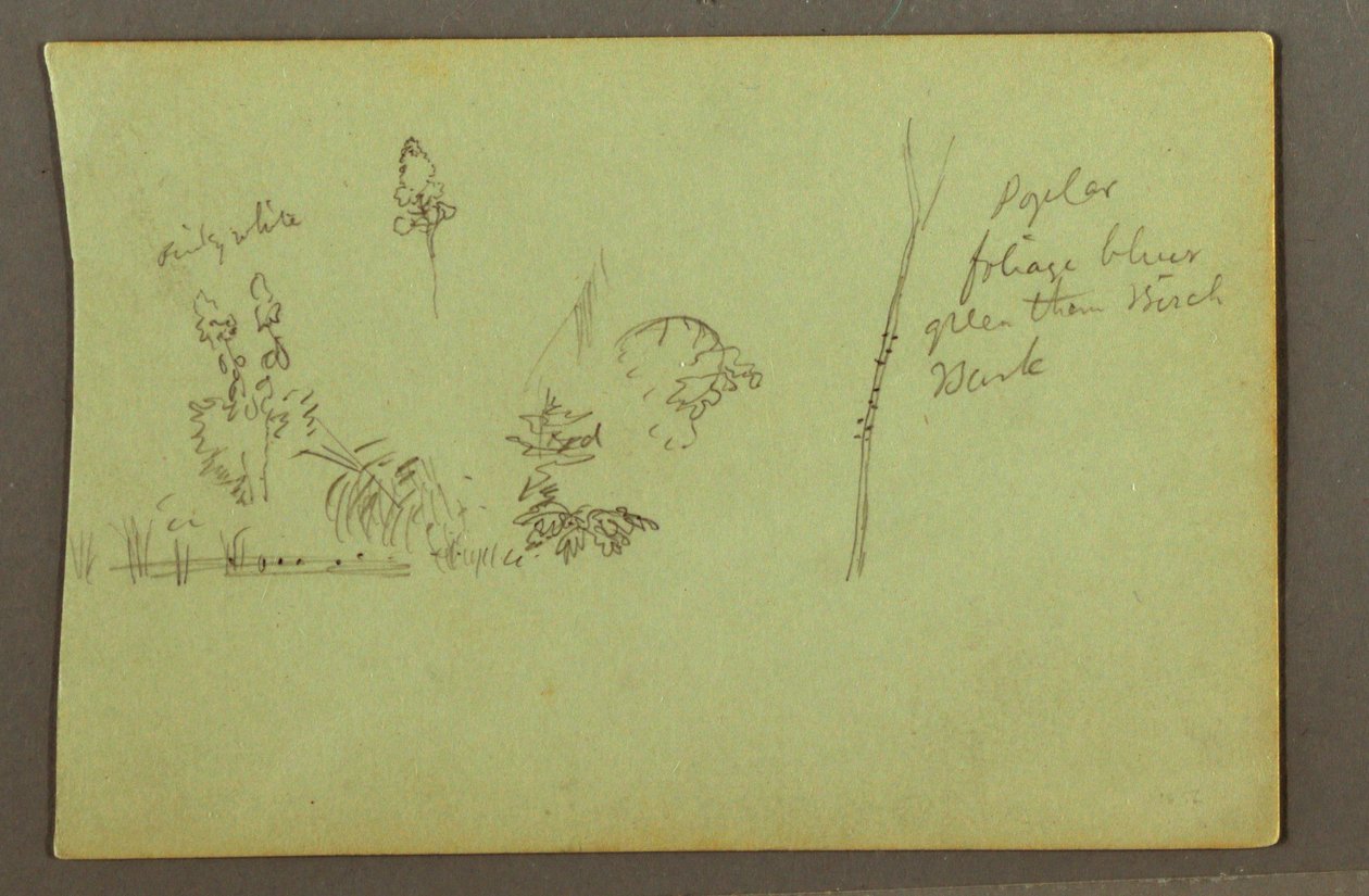 Tekening, Plantenstudies, mogelijk 1856 door Frederic Edwin Church