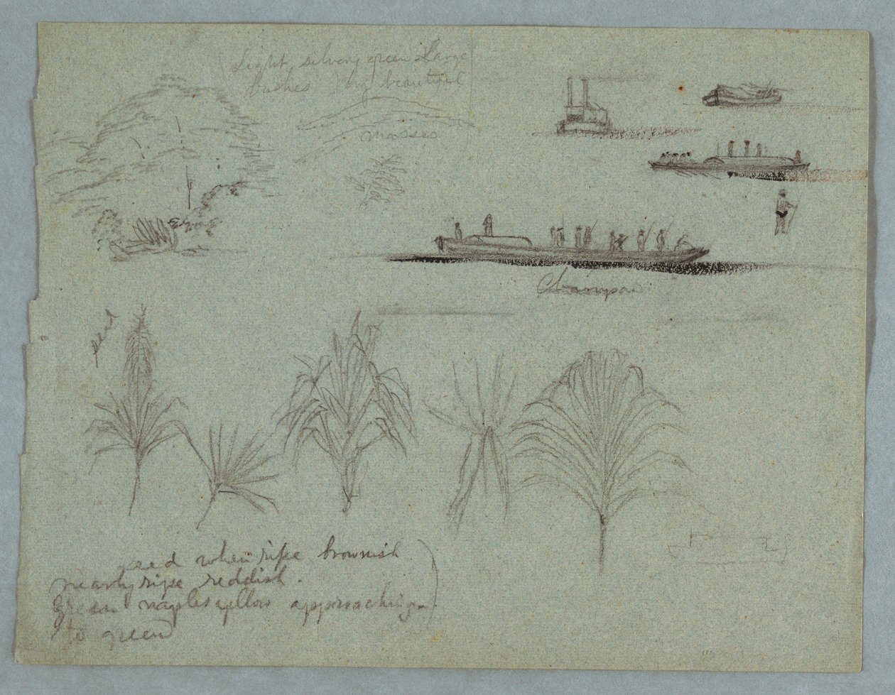 Tekening, Schetsen van de Rio Magdalena, Colombia:  Planten, stoomboot en een Champan, 1853, waarschijnlijk mei door Frederic Edwin Church
