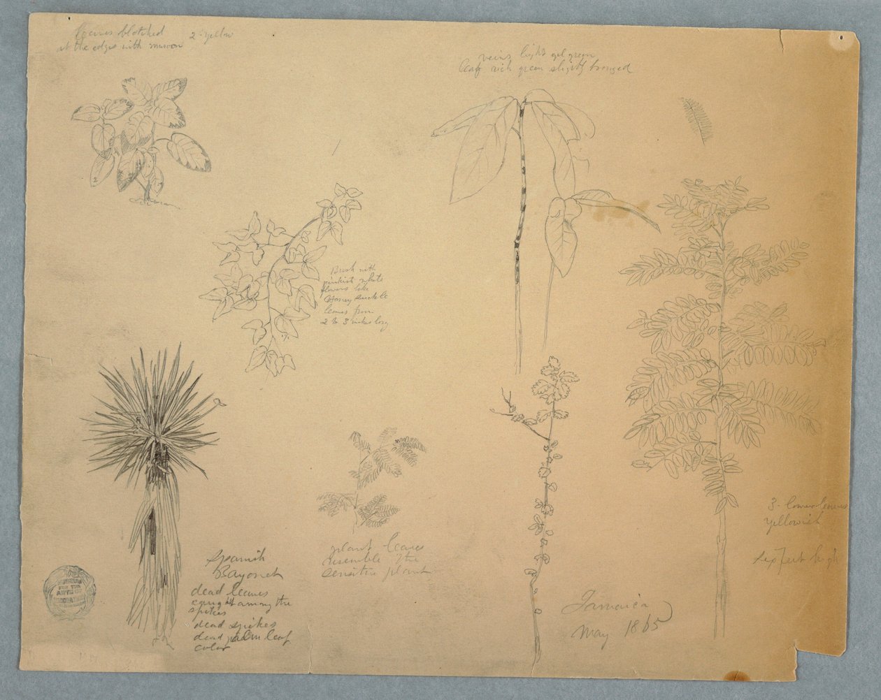 Tekening, Spaanse bajonet met een boom en vijf andere plantstudies, Jamaica, mei 1865 door Frederic Edwin Church