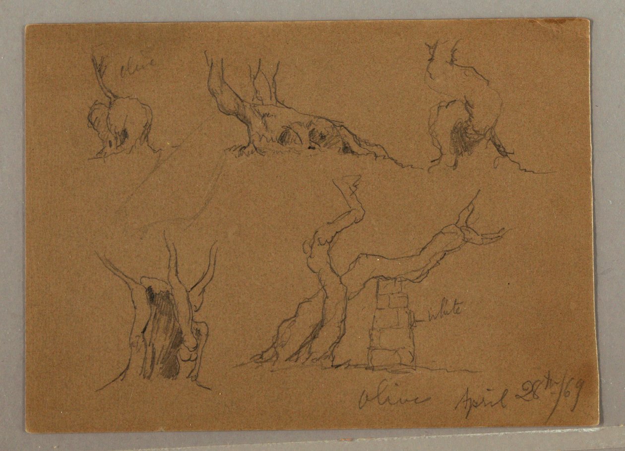 Tekening, Studies van olijfboomstammen, 28 april 1869 door Frederic Edwin Church