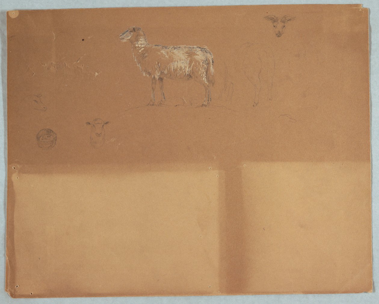 Tekening, Studies van schapen, Ecuador of Colombia, 1853 door Frederic Edwin Church