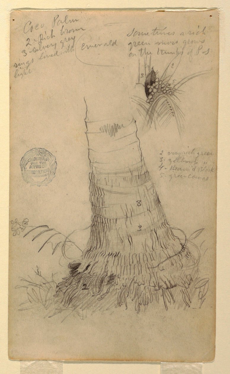 Tekening, Studies van een kokospalm, mei en juni, 1857 door Frederic Edwin Church