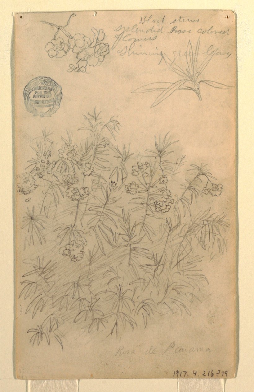 Tekening, Studie van een Rosa de Panama of Oleanderplant, mei-juni 1857 door Frederic Edwin Church