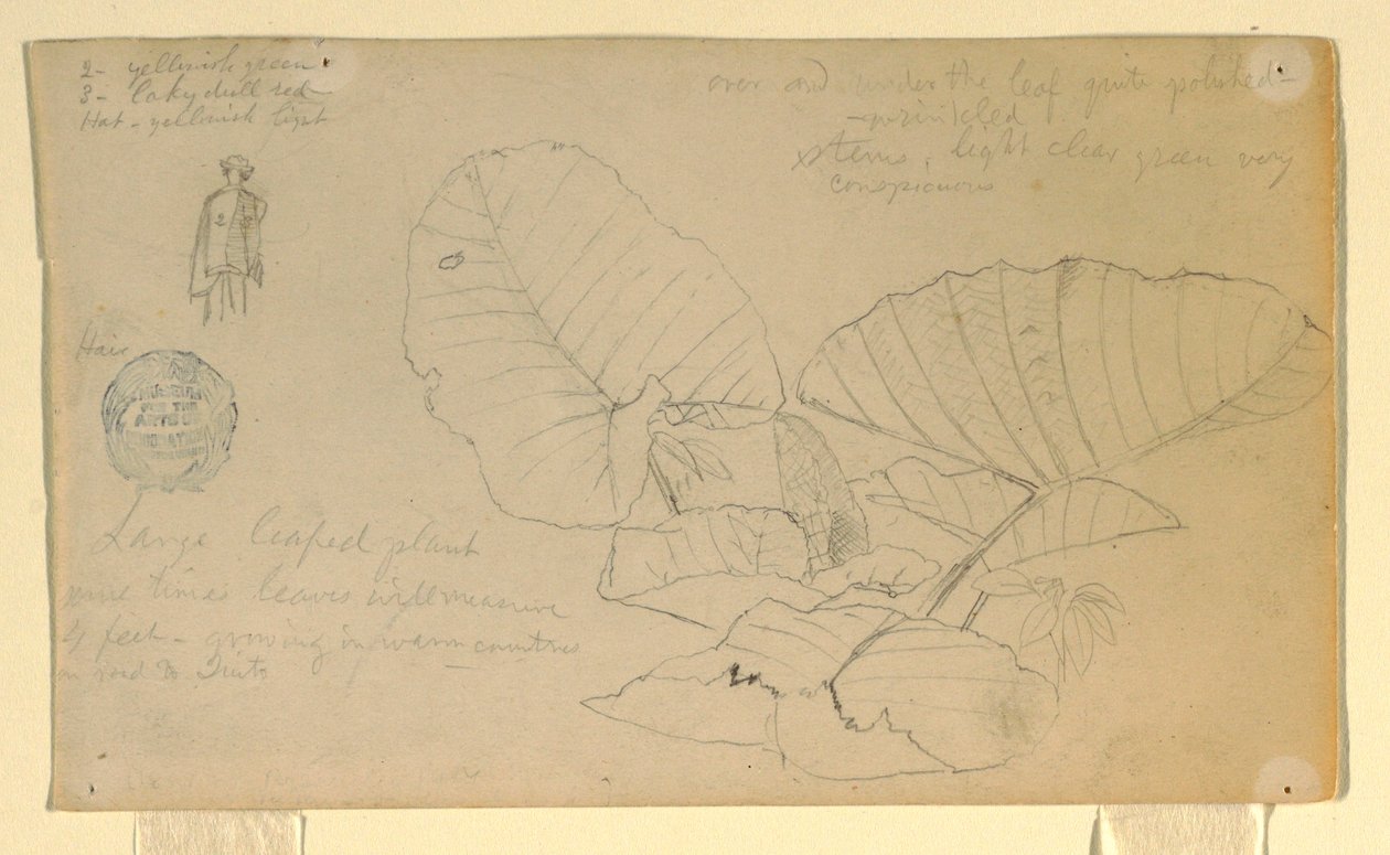 Tekening, Studie van een man; Studie van, mogelijk juni 1857 door Frederic Edwin Church