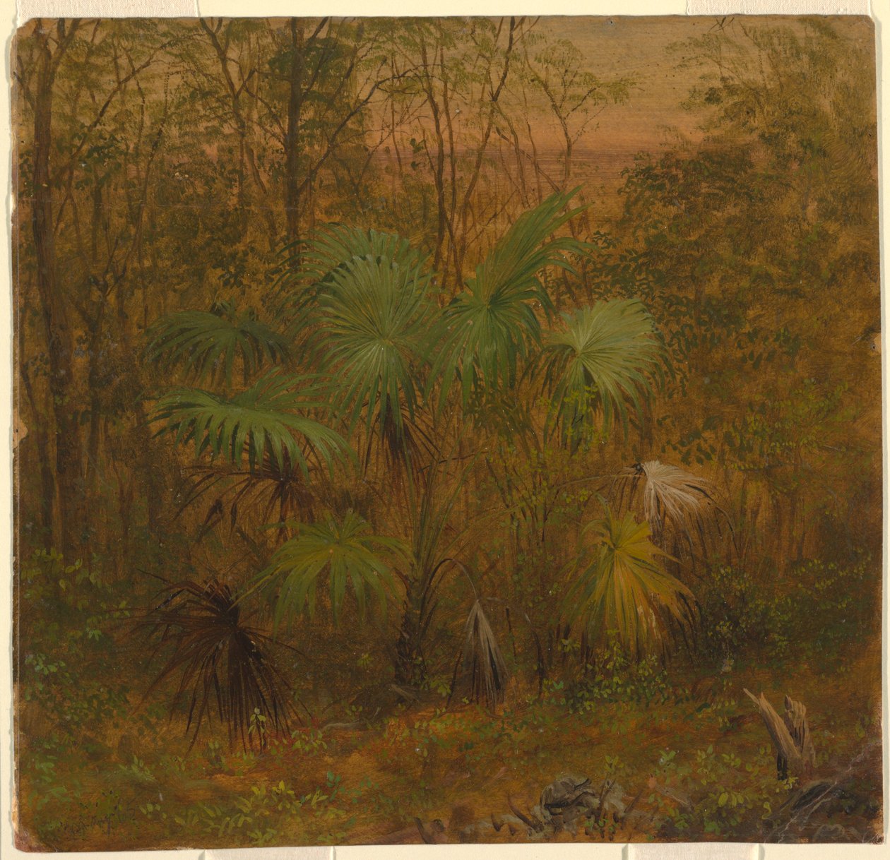 Tekening, Rietpalm, Jamaica, mei 1865 door Frederic Edwin Church